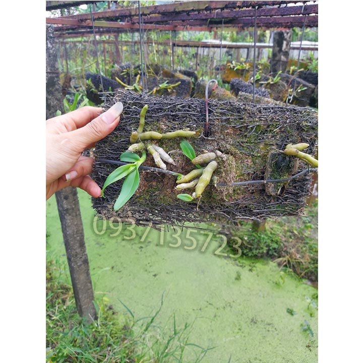[HCM]LAN TRẦM TÍM TRỒNG TRÊN BẢNG DỚN