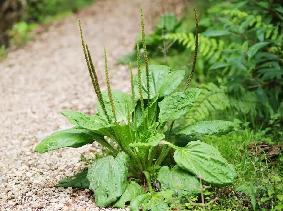 Cây Mã Đề - Chậu Rau Dược Liệu