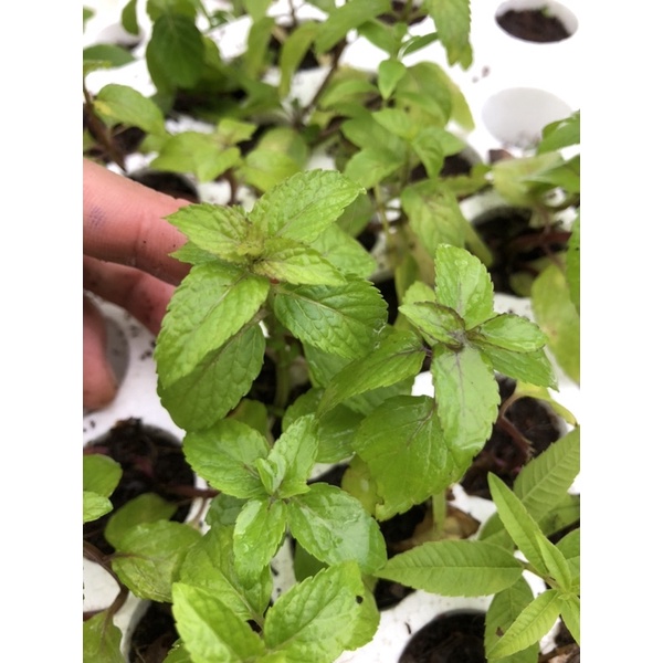 Combo 5 Cây Bạc Hà Âu- Pháp - EUROMINT