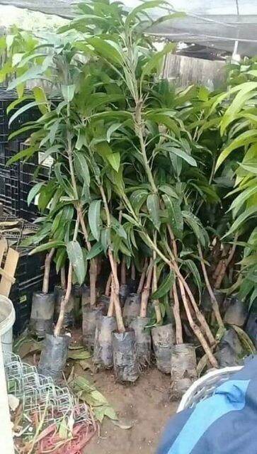 CÂY XOÀI TÍM THÁI (CÂY TỐT TRỒNG CHẬU ĐƯỢC)