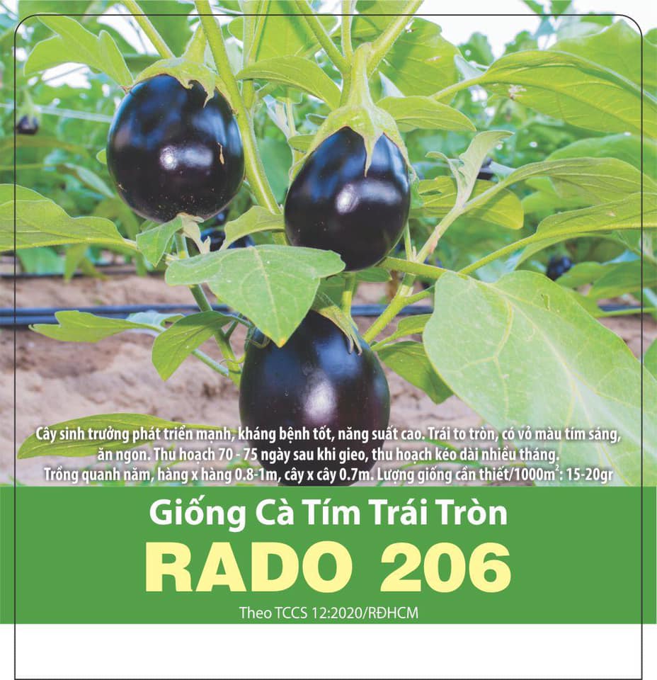 Hạt Giống Cà Tím Trái Tròn (0.5gr)