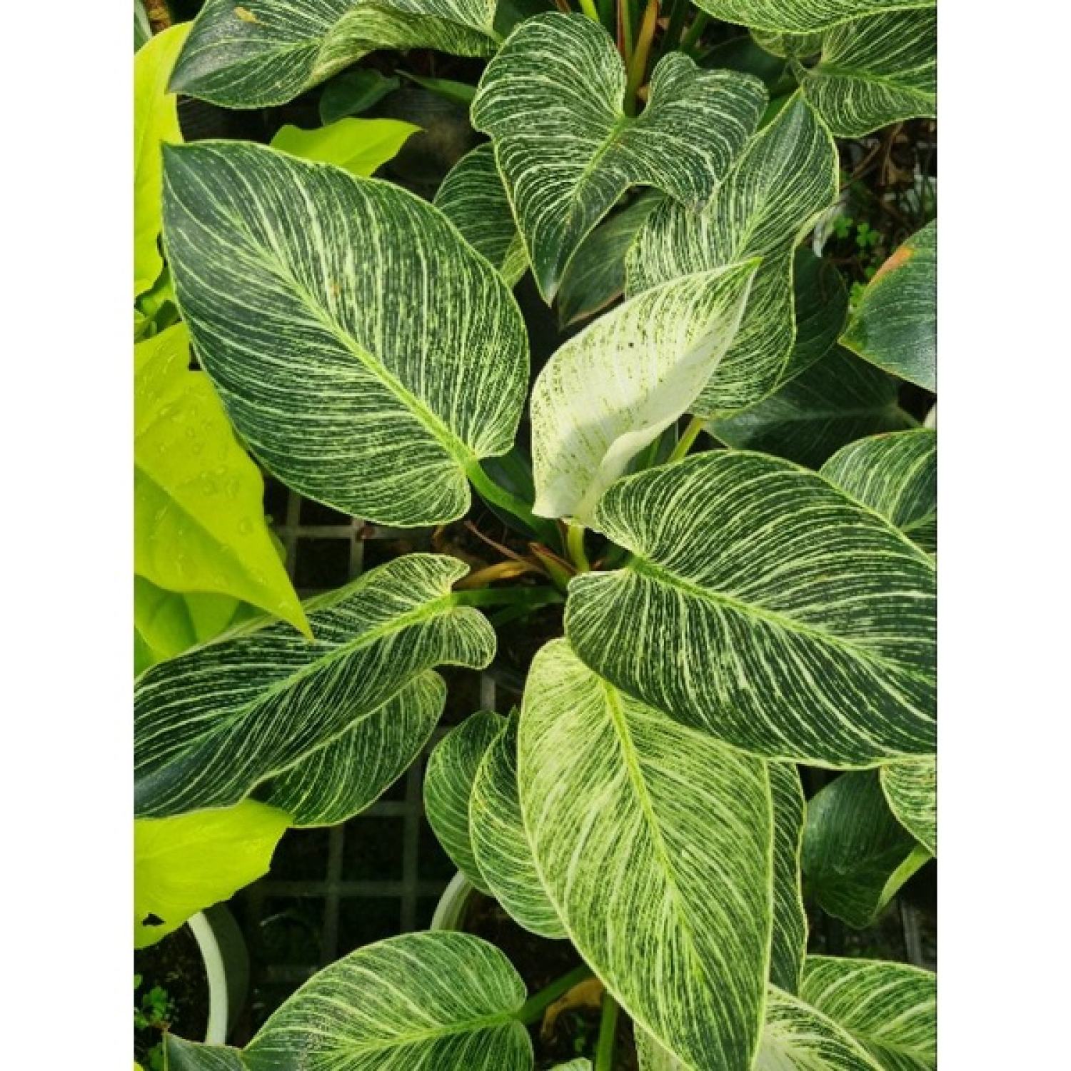 Trầu bà đế vương kim cương - Philodendron Birkin
