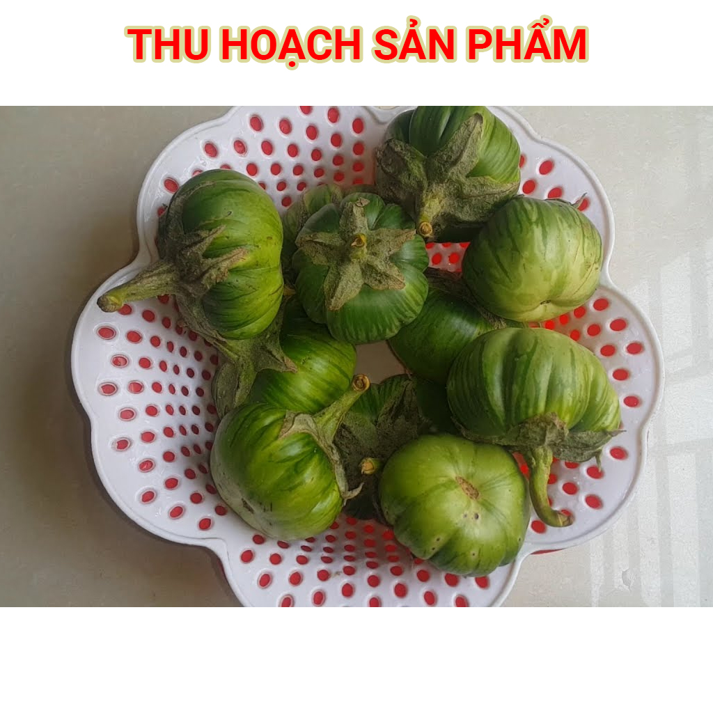 Hạt Giống Cà Bát Xanh F1 - 5Gr
