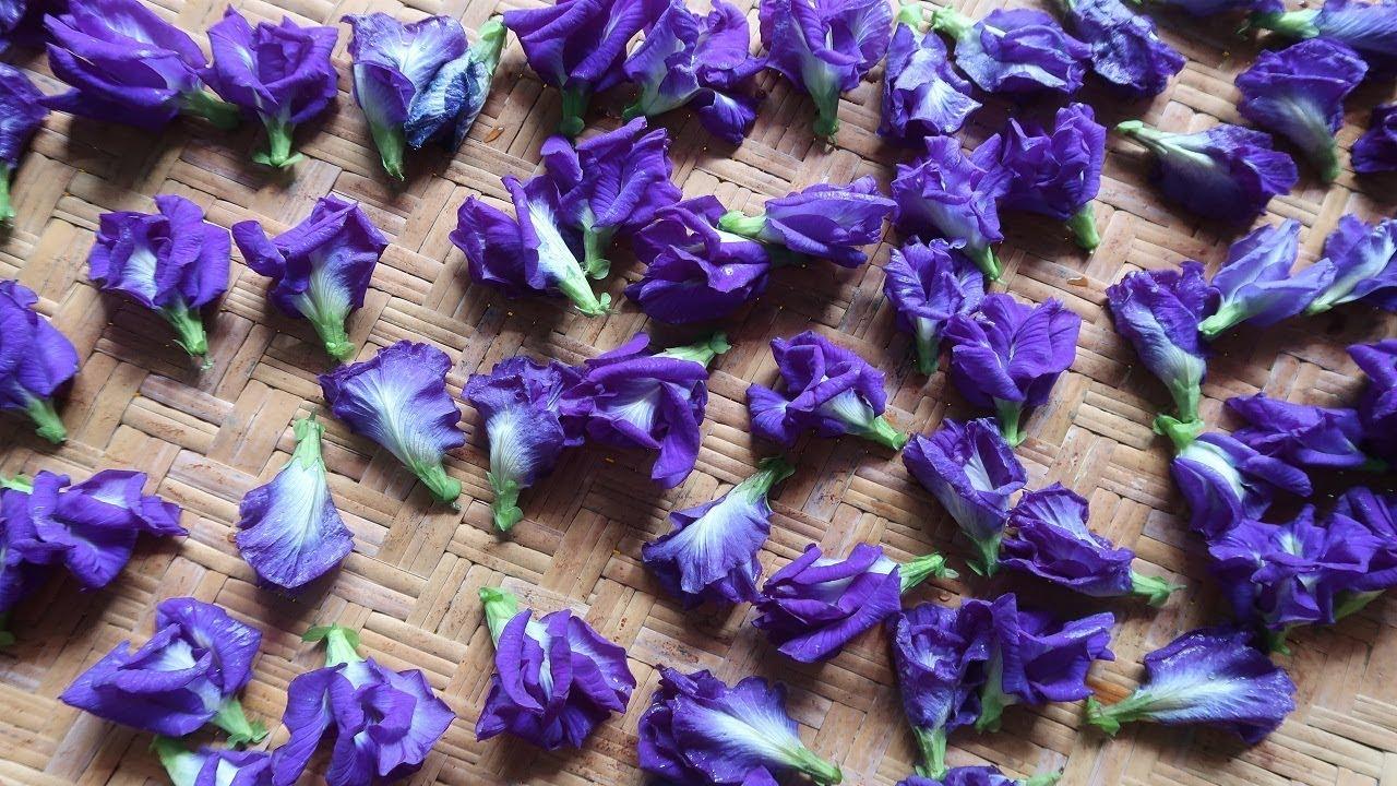 [HCM]Hạt giống bông biếc butterfly pea