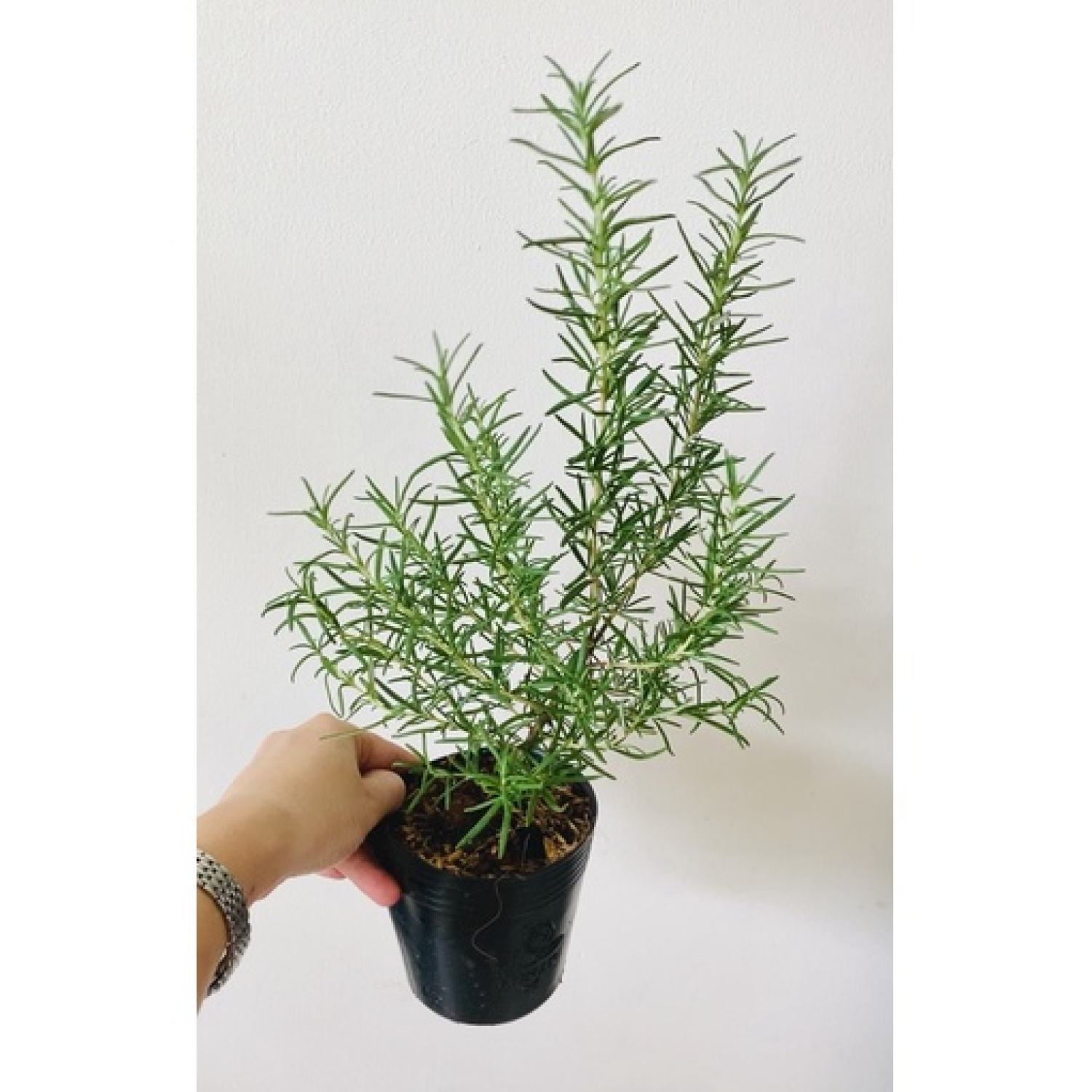 cây hương thảo (rosemary)
