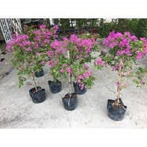 CHẬU HOA GIẤY TÍM HUẾ ĐANG HOA SIÊU ĐẸP