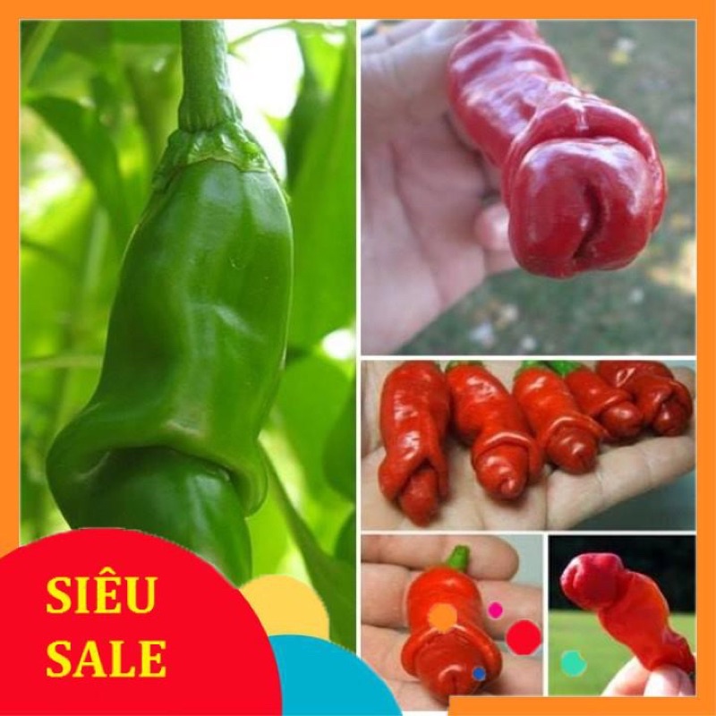 #Hạt_giống_ớt_cu_tý_siêu_quả (tặng kèm phân bón và thuốc kích mầm)