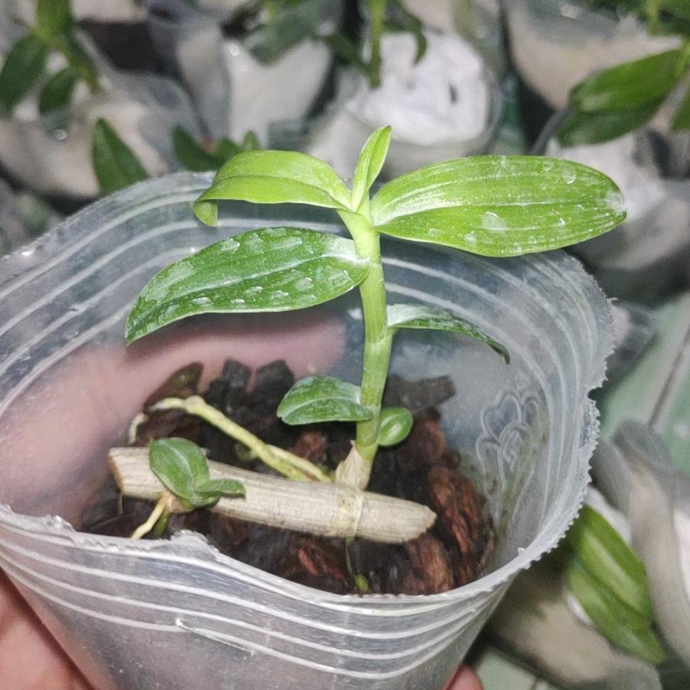 3 Cốc Giả Hạc ươm kie hoa xổ số
