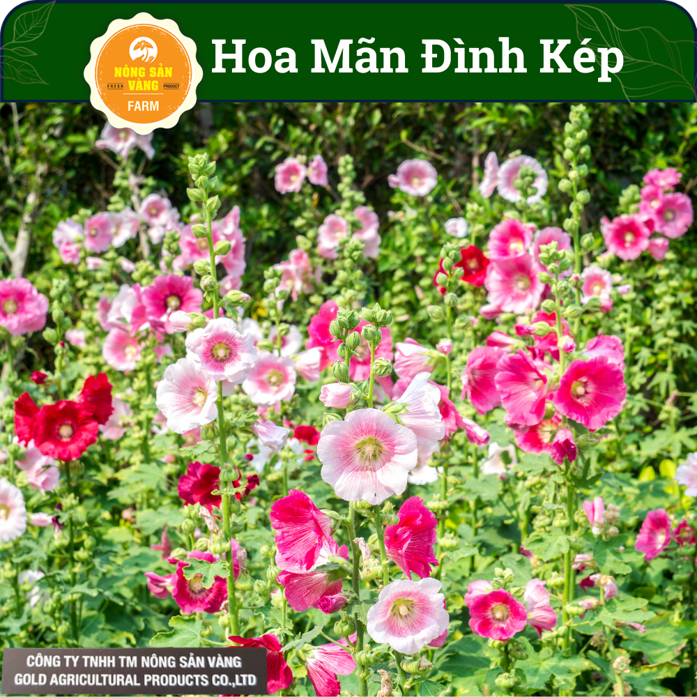 Flower seeds prolific family pink dual