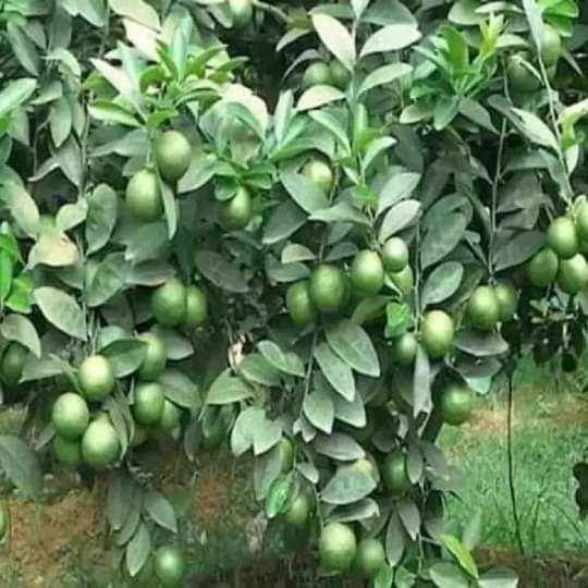 Cây Giống Chanh bắc (siêu sớm có bảo hành)