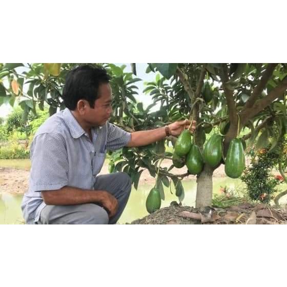 Cây giống Bơ sáp lùn Thái Lan ( cây ghép - mau trái ) ( sản phẩm có bảo hành toàn quốc)