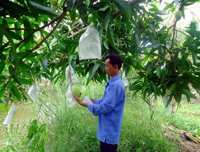 Combo 50 Túi Bọc Ổi Chất Lưọng Số 1, chất lượng số 1