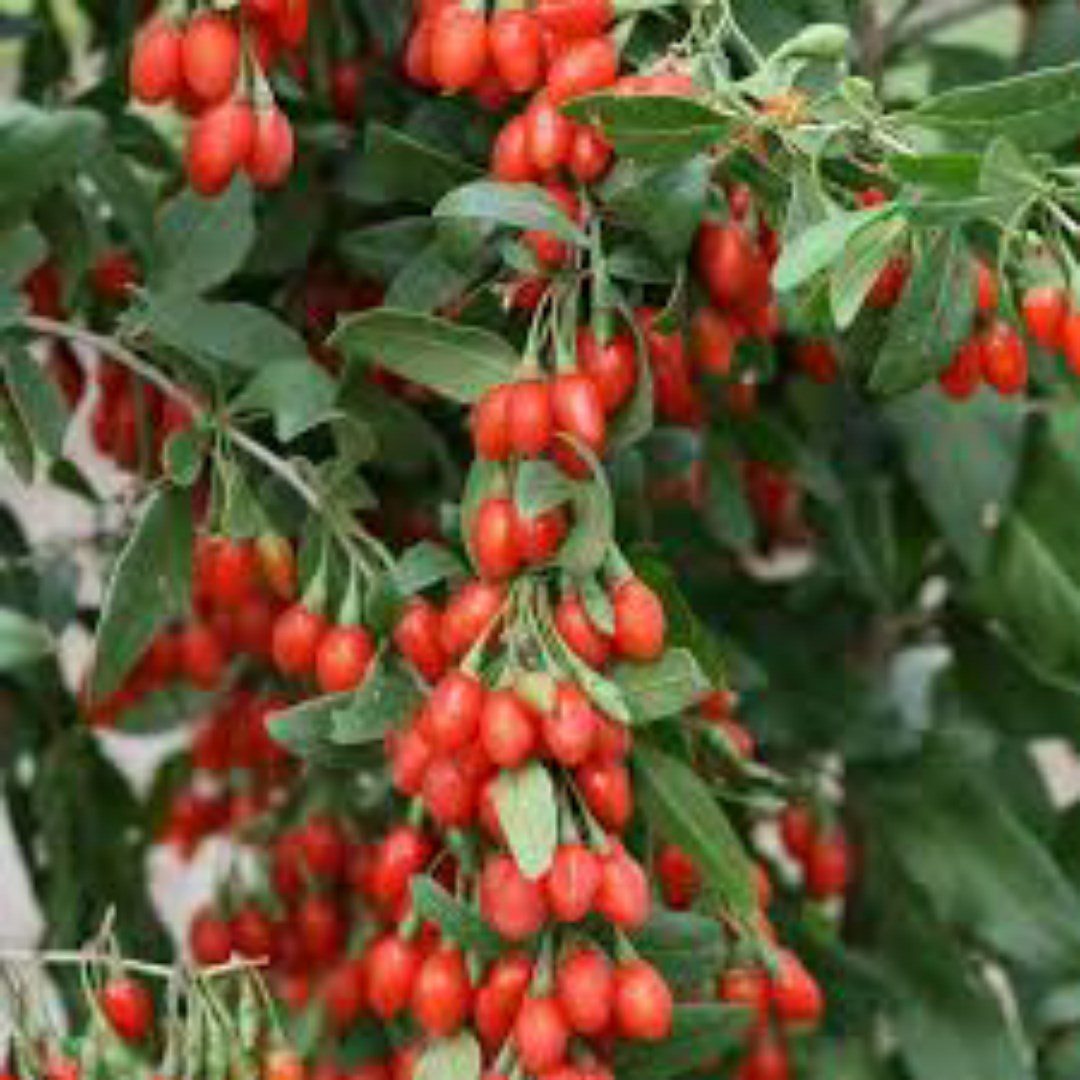 COMBO 2 TÚI HẠT CÂU KỶ TỬ F1 - CÂY DƯỢC LIỆU. DỄ TRỒNG - GIÁ KHUYẾN MẠI.