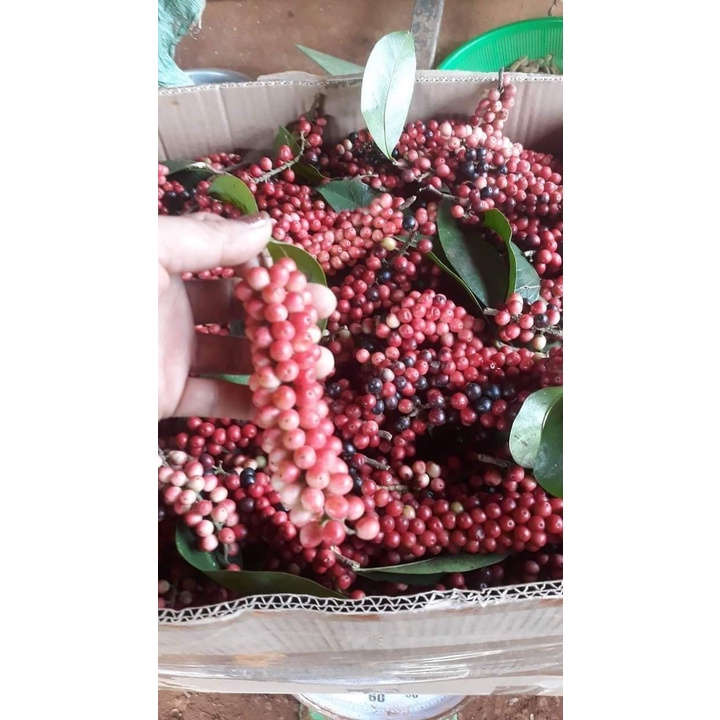 Cây Giống chòi mòi ( giao siêu nhanh