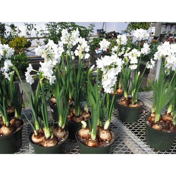 Củ hoa thủy tiên các loại size