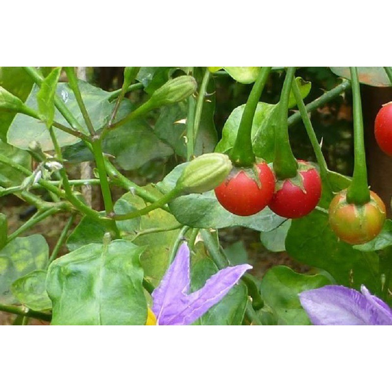Hạt giống cây cà gai leo -0.2gr