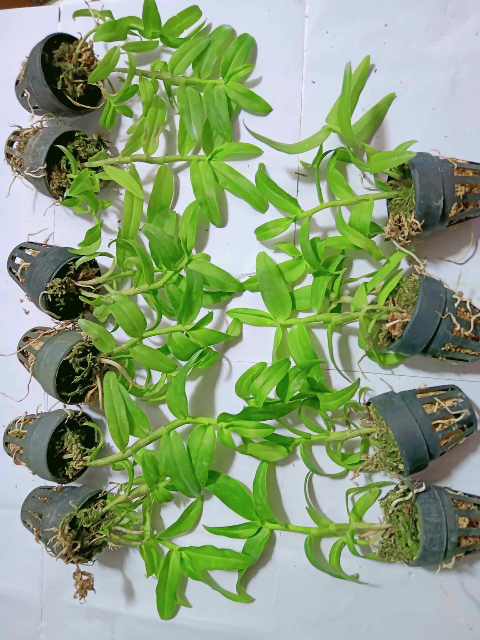 Lan Phi Điệp 5 CT Phú Thọ Cây 7CM