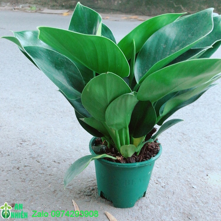 [HCM]Trầu Bà Đế Vương Xanh