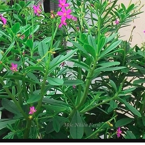 Hạt giống sâm đất - - 20 hạt