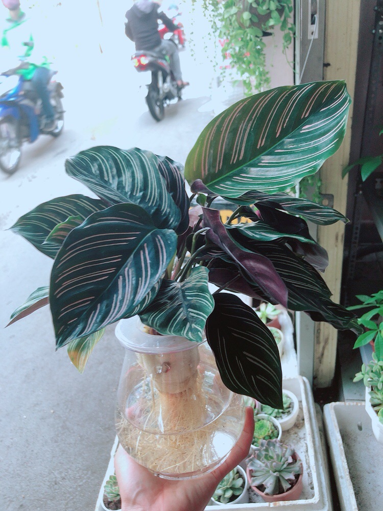 Chậu đuôi công thuỷ sinh