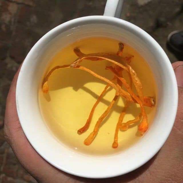 [HCM]nấm đông trùng thảo 100gr