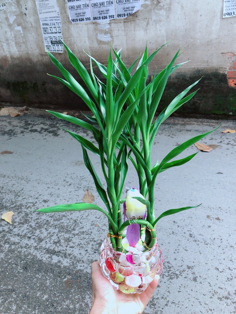 Chậu Trúc Phát Tài