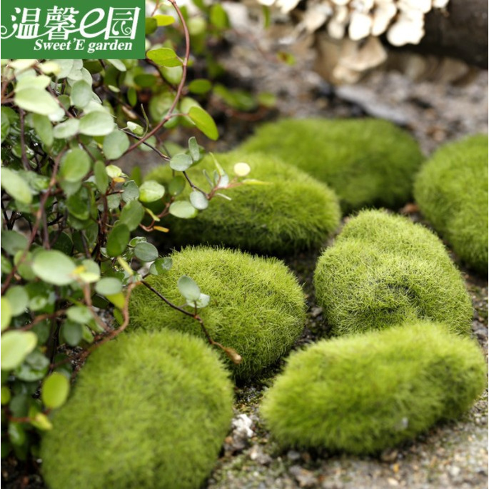 Tiểu Cảnh: Hòn đá bám cỏ - Thảm cỏ xanh trang trí tiểu cảnh terrarium