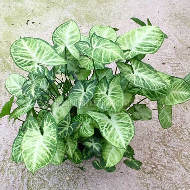 Cây Trầu Bà Trắng - Cây cảnh mini để bàn