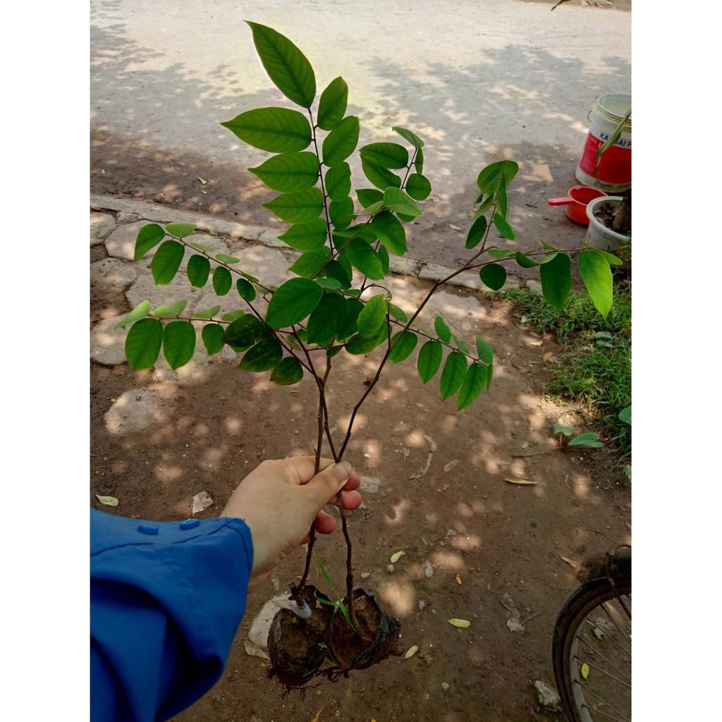 [Chuẩn Giống F1] Cây giống khế chua chuẩn F1