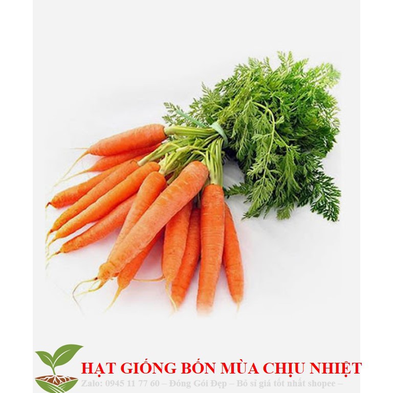 MJ73 HẠT GIỐNG CÀ RỐT F1 KHOẢNG 100 HẠT
