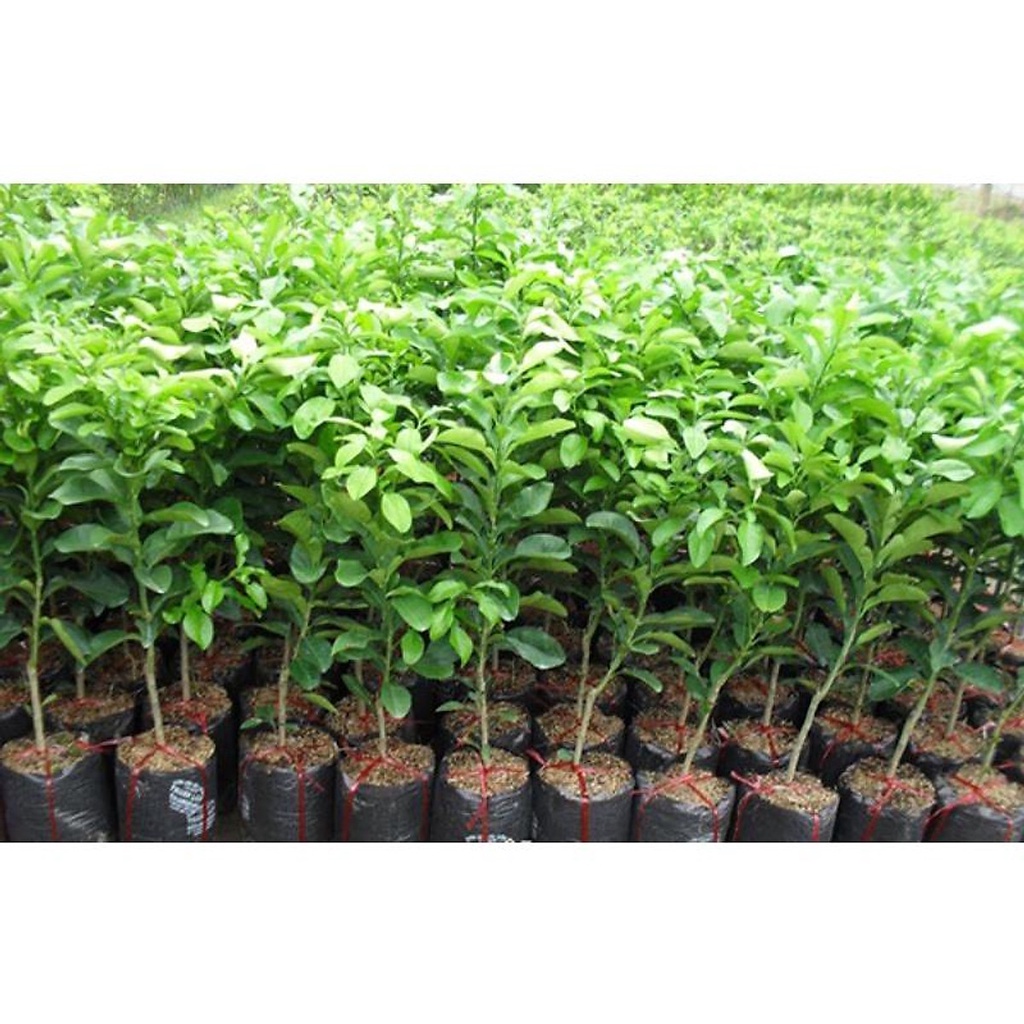Cây giống bưởi DIỄN (siêu sớm)(CÂY GIỐNG NGỌC HIẾU)