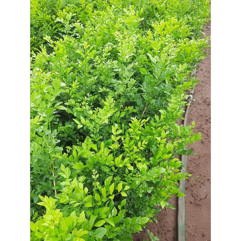 Cây giống Nguyệt Quế Thái