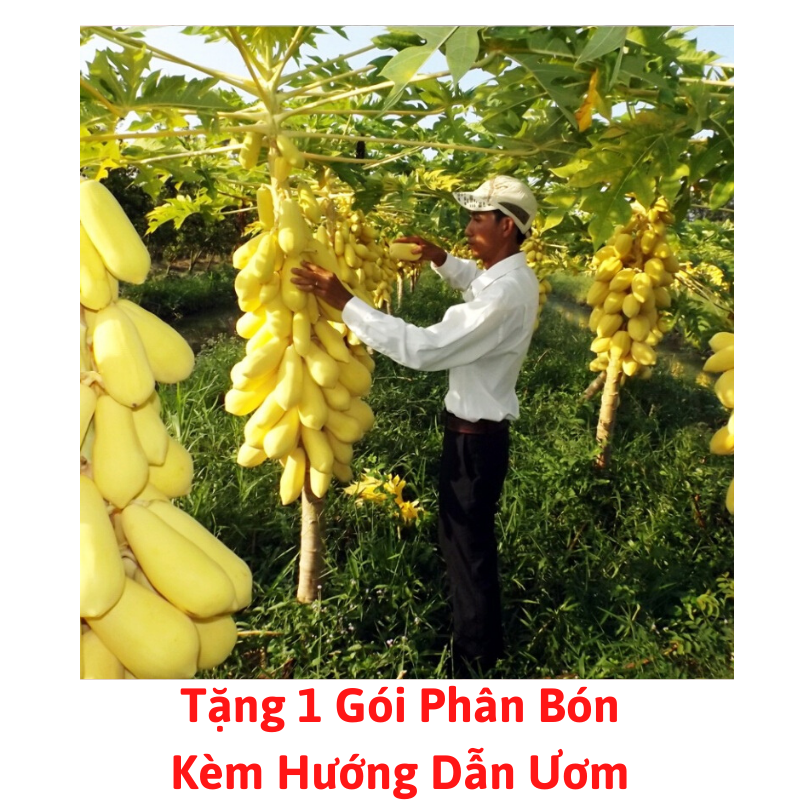 [Lấy mã giảm thêm 30%] Gói Hạt Giống Đu Đủ Da Vàng