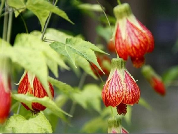 Cây hoa lồng đèn- Hoa kiểng Nguyễn Lộc- Cây giống chất lượng cao