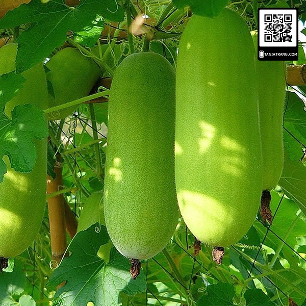 Hạt giống bí đao chanh (bí đao thanh trúc) trái xanh sáng, cơm đặc, vị ngọt mát, dễ trồng