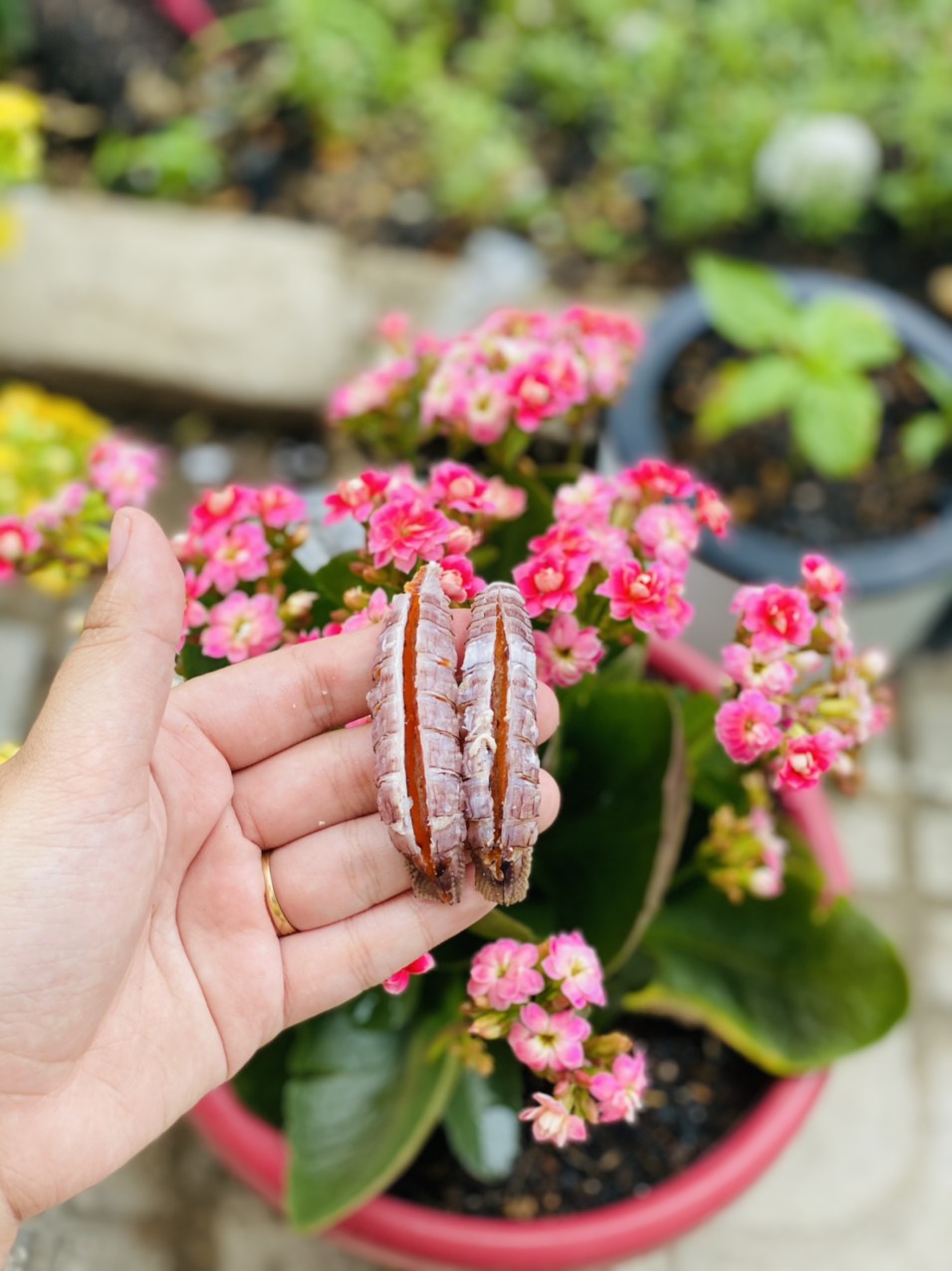 [GIAO NHANH 2H HCM] Giá Sỉ 1Kg Tôm Tít Gạch