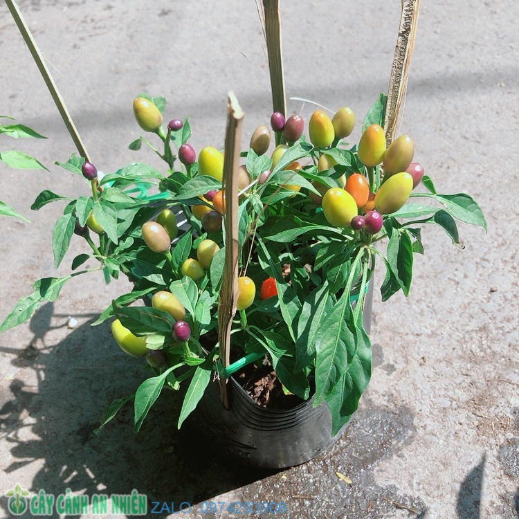 Ớt ngũ sắc