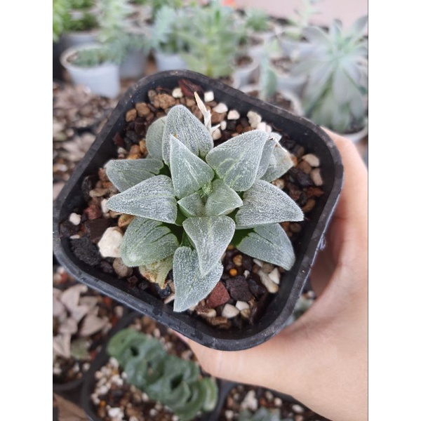 Sen đá kim cương Haworthia Pygmaea 'Madona'