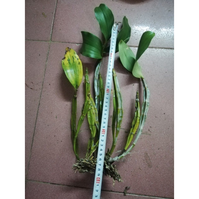 Cây hoa lan rừng kiều vuông