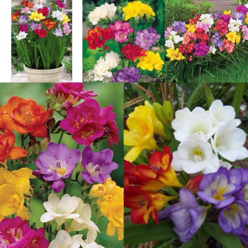 Củ giống hoa muscari xanh