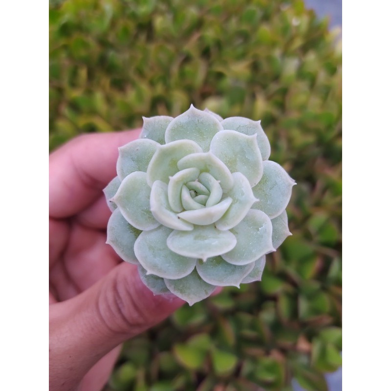 SEN ĐÁ NGỌC BÍCH SIZE MINI SIÊU KHOẺ ĐẸP LỖI 1 ĐỔI 1