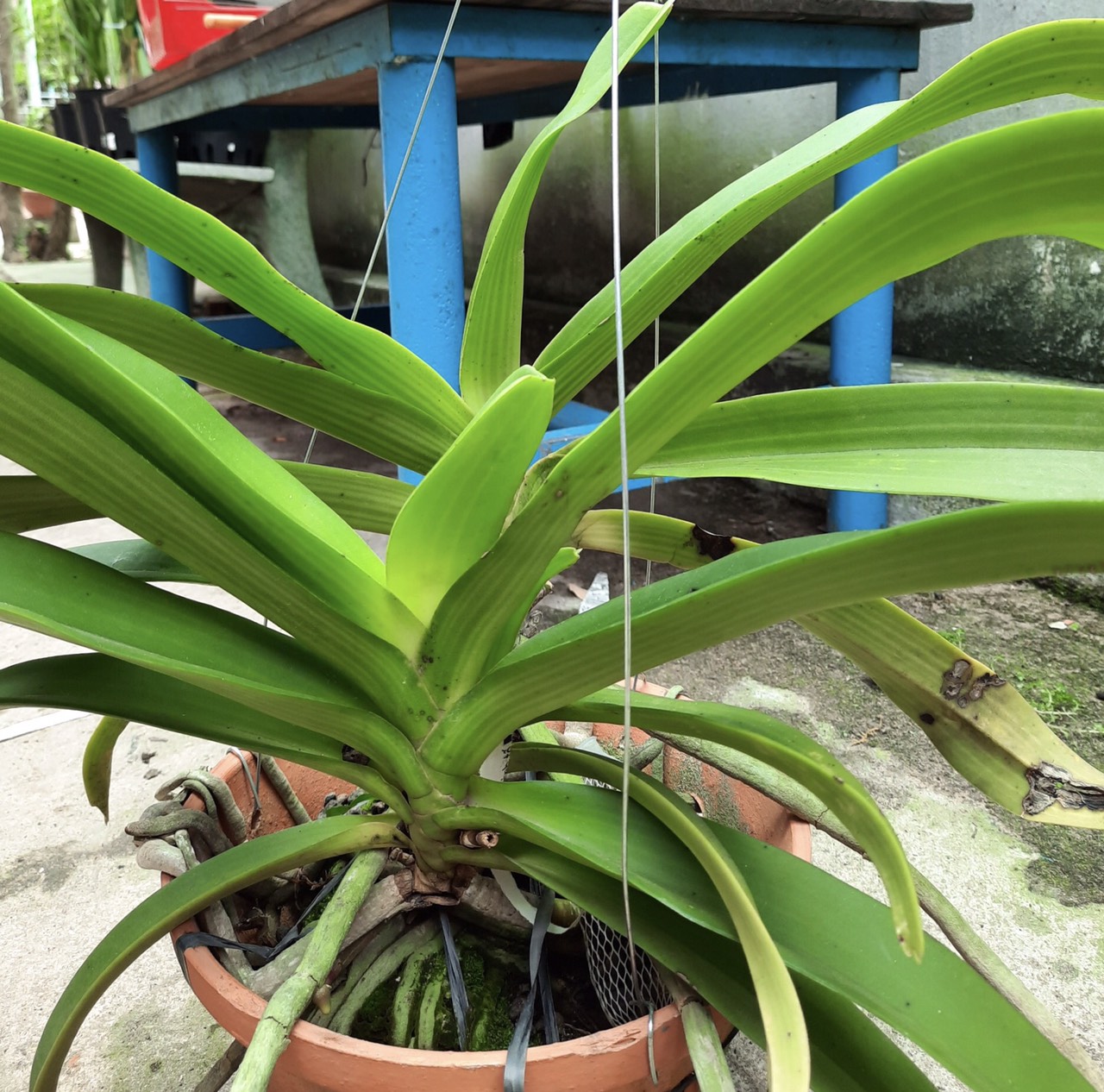 Lan rừng ngọc điểm (ghép chậu 2 cây - loại lớn)