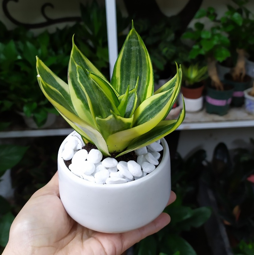 Cây Lưỡi Hổ Thái Viền Vàng Chậu Sứ đk 7,5 cm