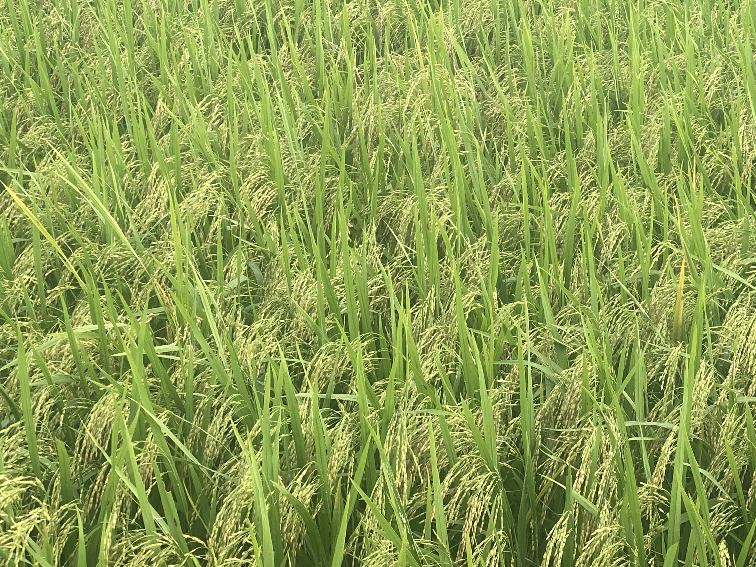 FULLCIDE + COMBIPLUS Thuốc trừ bệnh