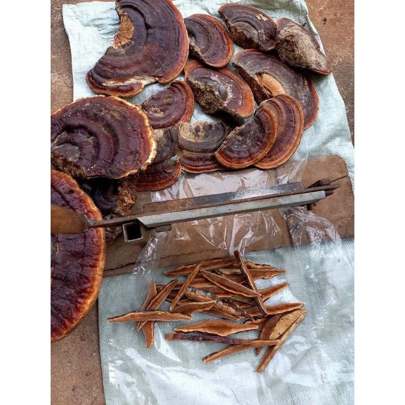 Nấm hồng chi nấm linh chi đỏ (250g-1kg)