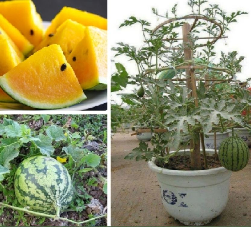 "Gói 10 Hạt " Hạt Giống Dưa Hấu Ruột Vàng