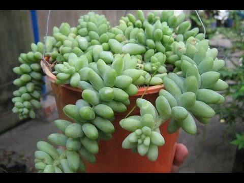 Sen Đá Chuỗi Ngọc Bi - Chậu Trung