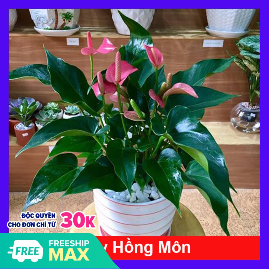 Chậu Cây Hồng Môn, Cây phong thủy để bàn cho gia chủ vượng khí, nhiều tài lộc
