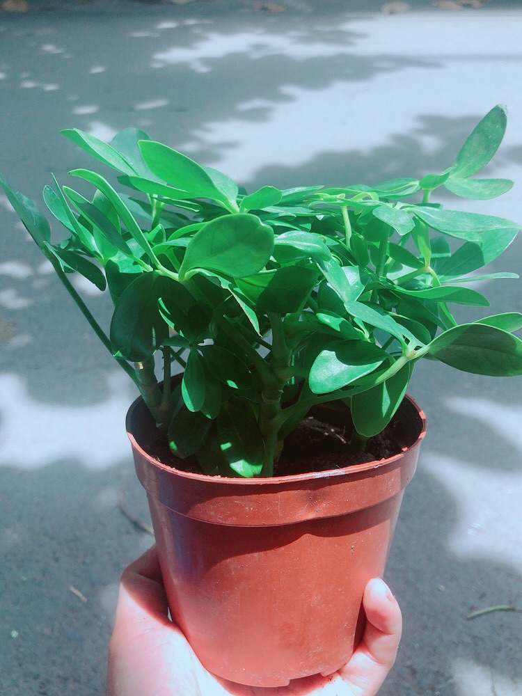 Cây Ngũ Gia Bì Để Bàn