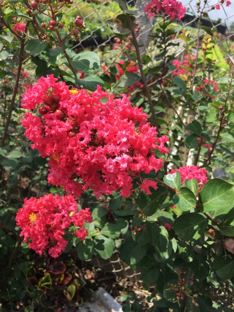 Cây hoa tường Vy đỏ hồng